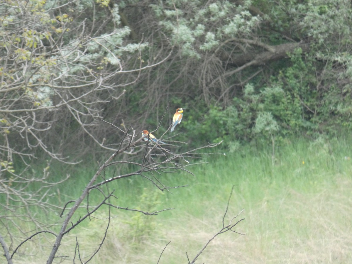 European Bee-eater - ML646761122