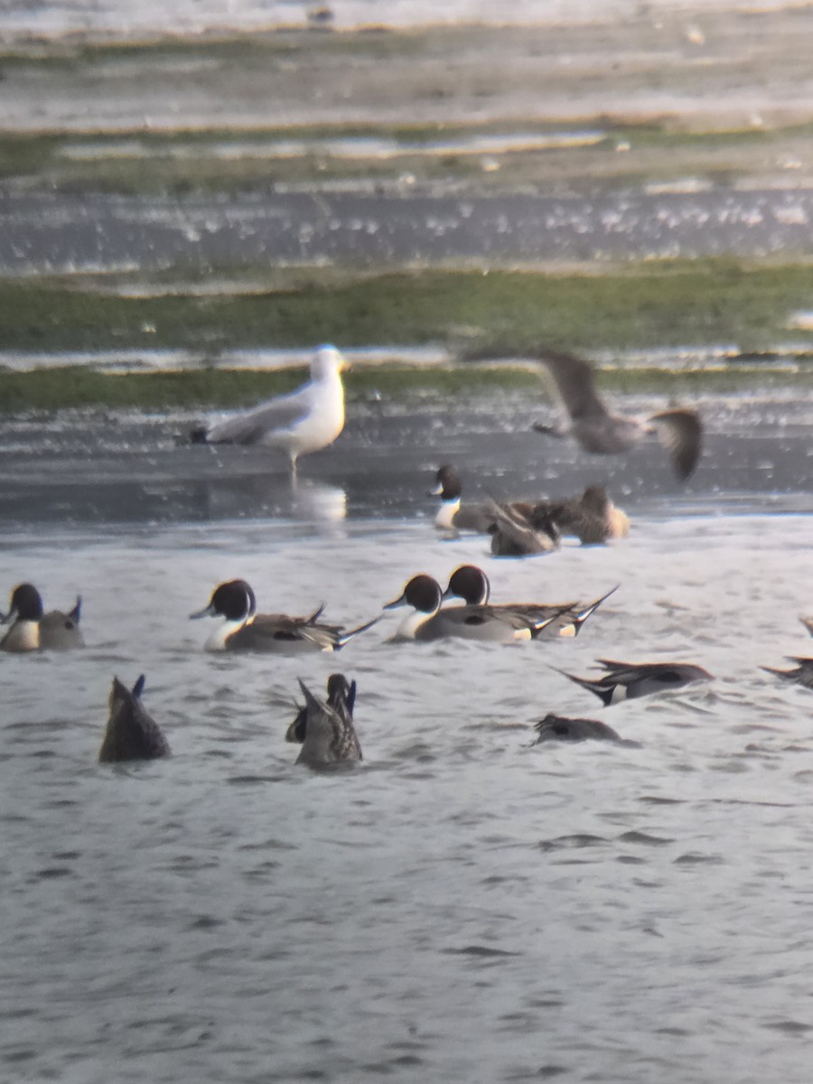 Northern Pintail - ML646761127