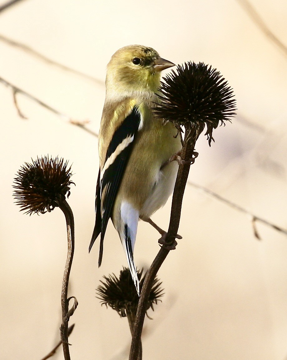 American Goldfinch - ML646761128