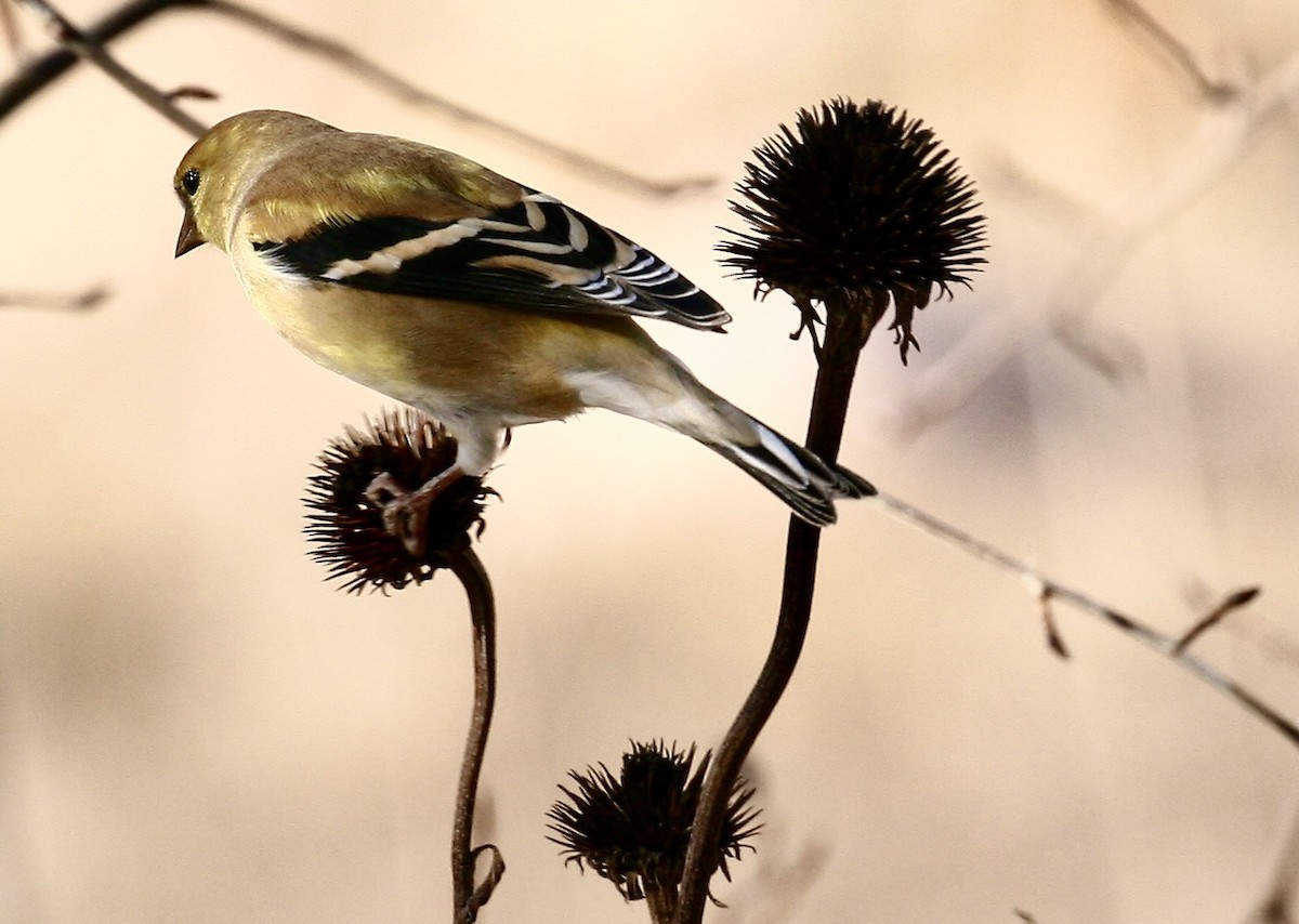 čížek žlutý - ML646761133