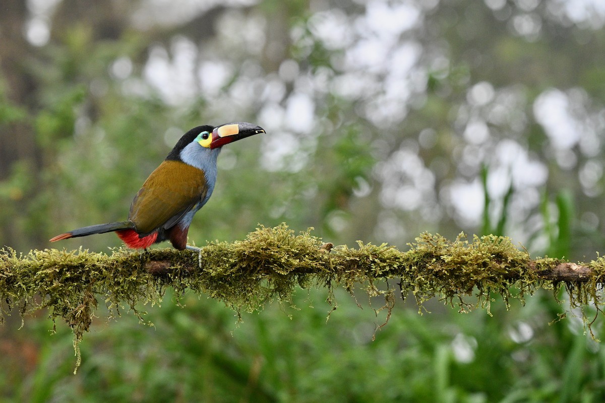 platenebbtukan - ML646761137