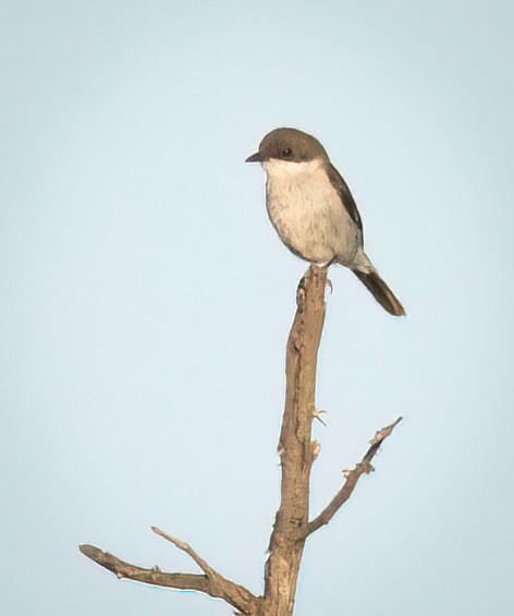 Gobemouche fiscal - ML646761140