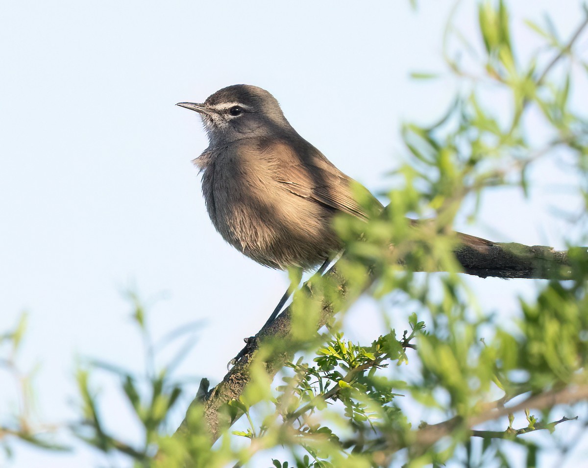 Agrobate coryphée - ML646761145