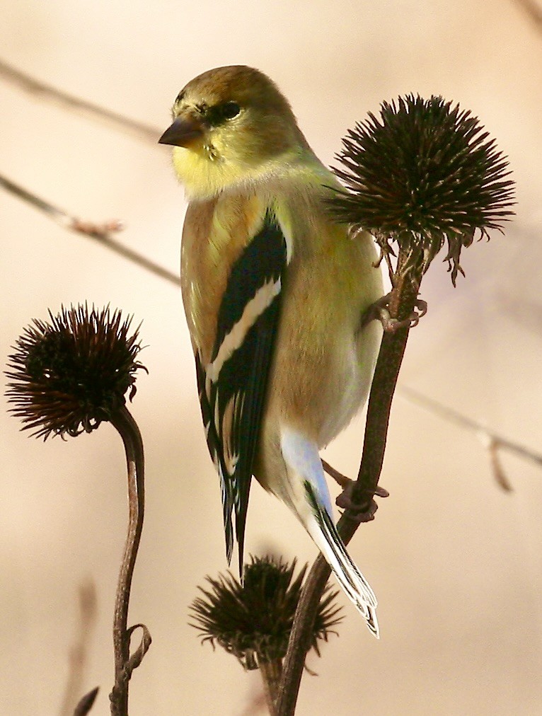 čížek žlutý - ML646761146