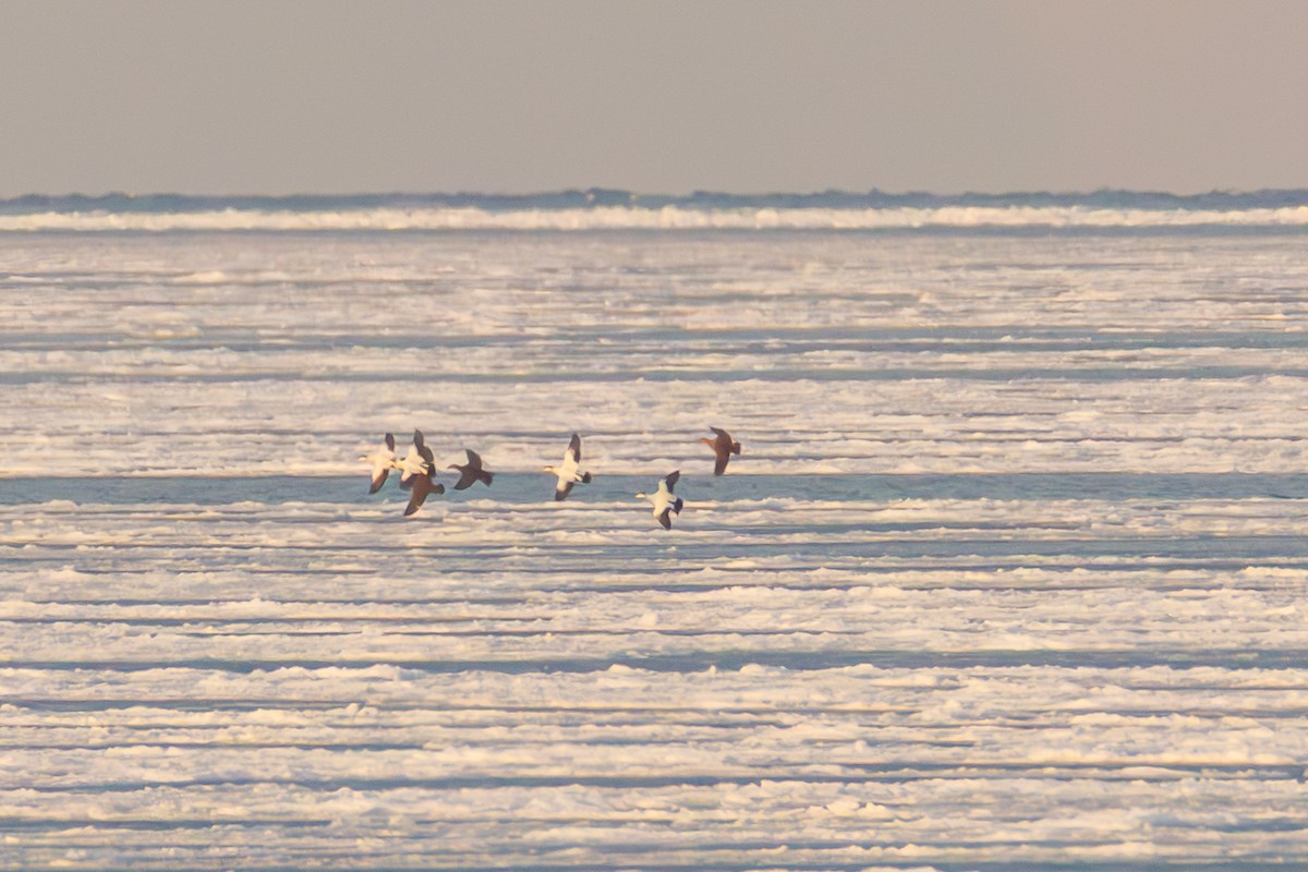 Common Eider - ML646761147