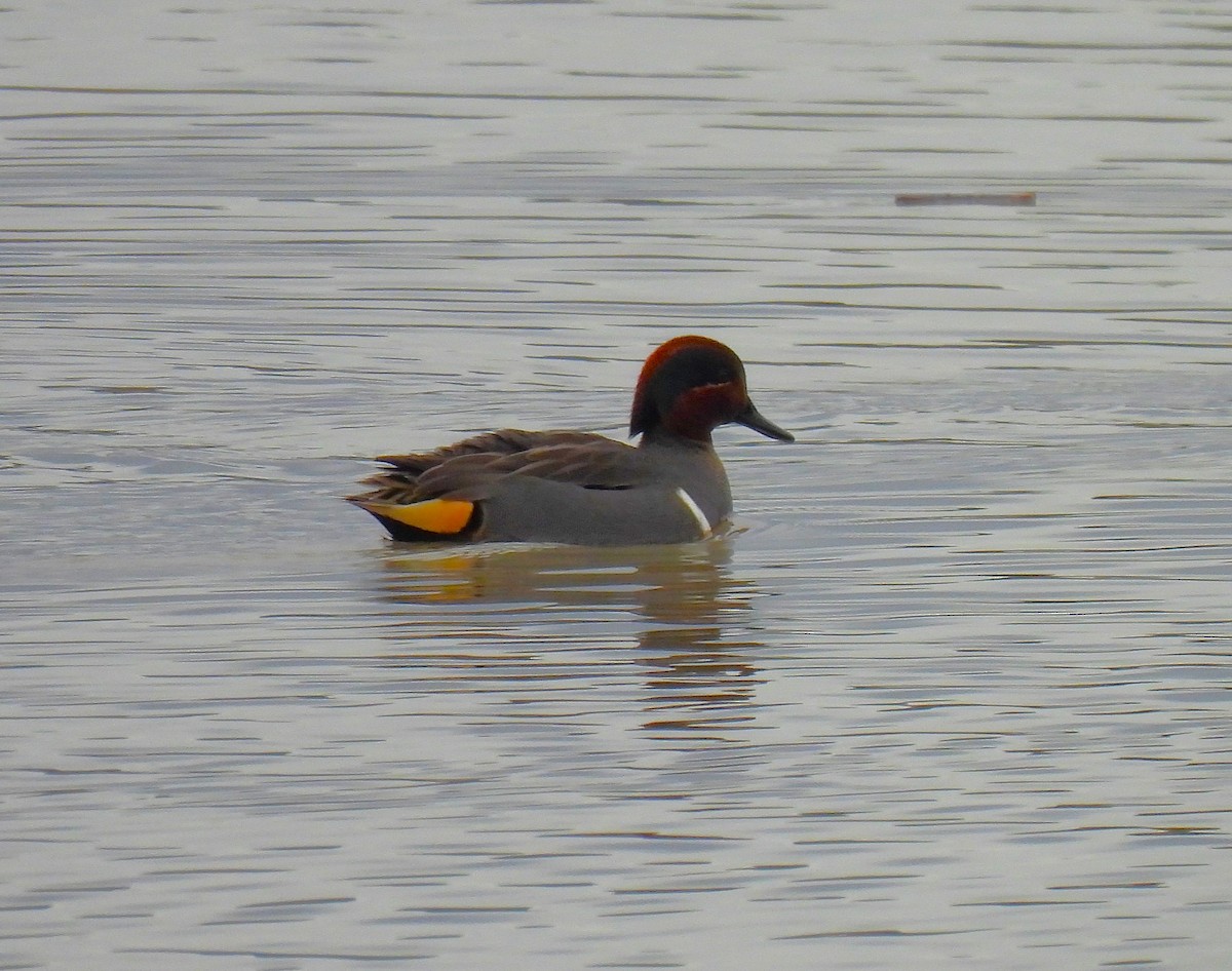 Чирок-свистунок - ML646761148