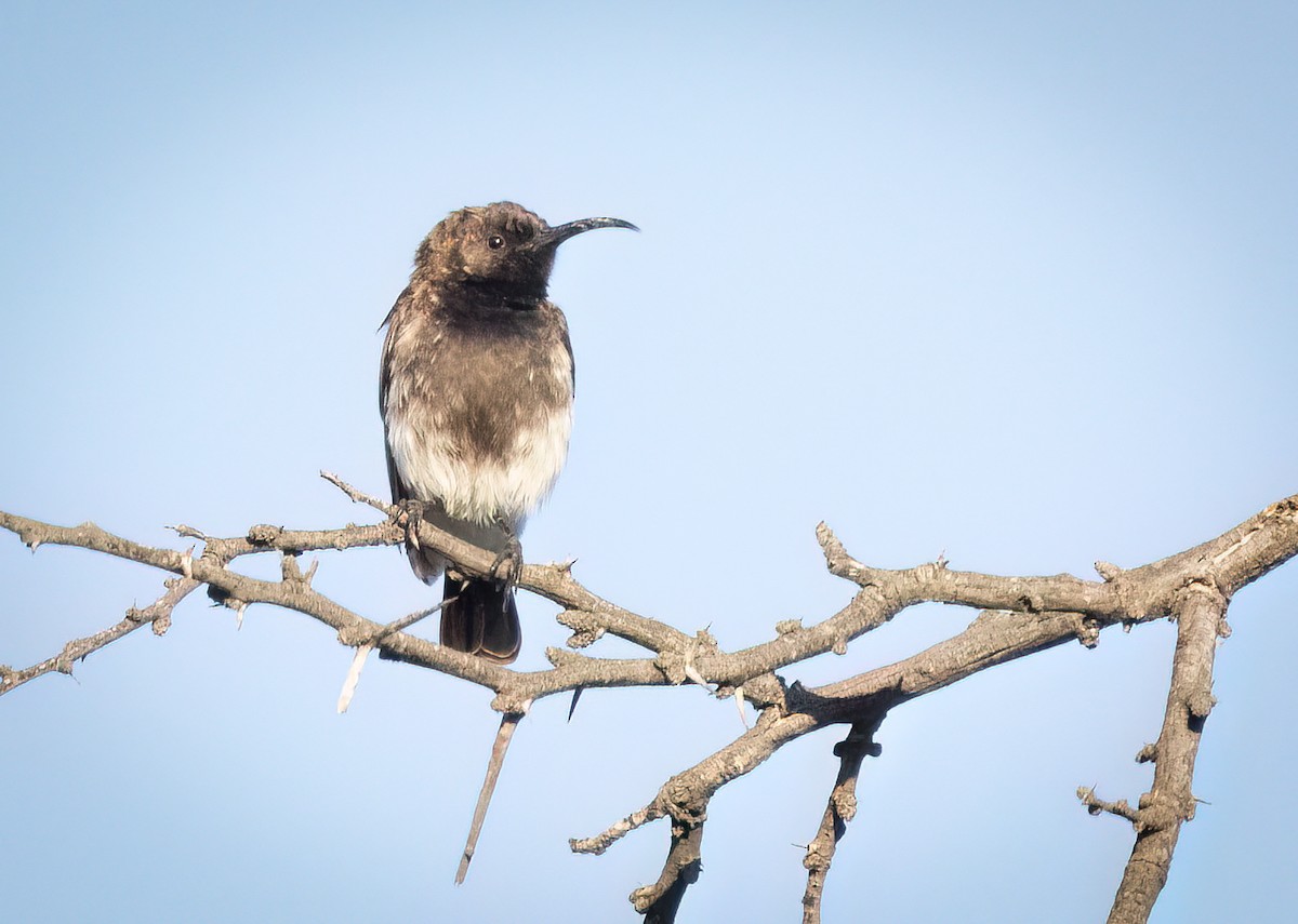 Souimanga fuligineux - ML646761151