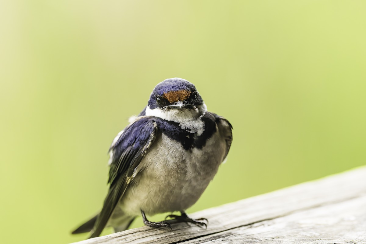 White-throated Swallow - ML646761156