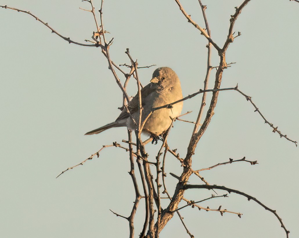 Moineau sud-africain - ML646761157