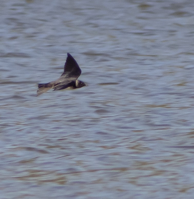 Большая ласточка - ML646761162