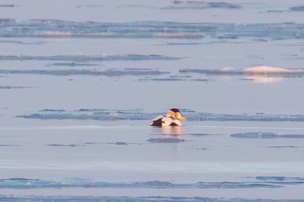 Common Eider - ML646761165