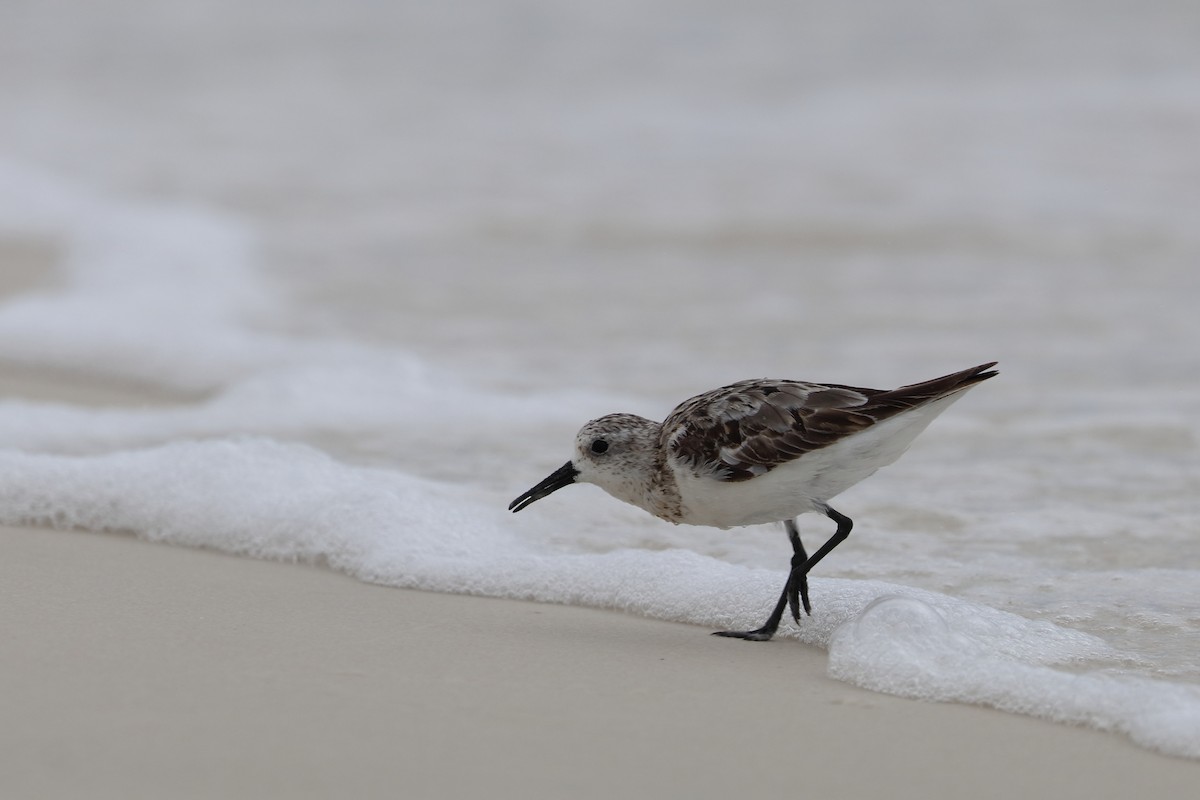 ミユビシギ - ML646761166