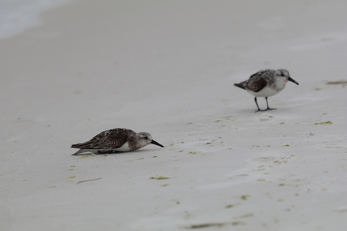 ミユビシギ - ML646761168