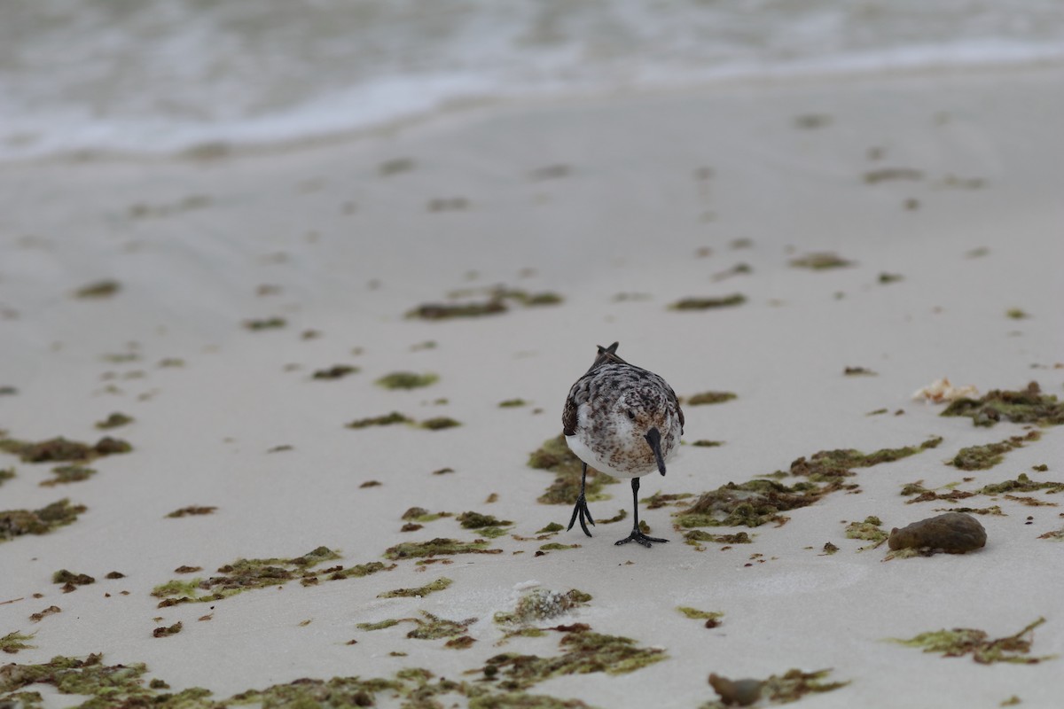 ミユビシギ - ML646761169