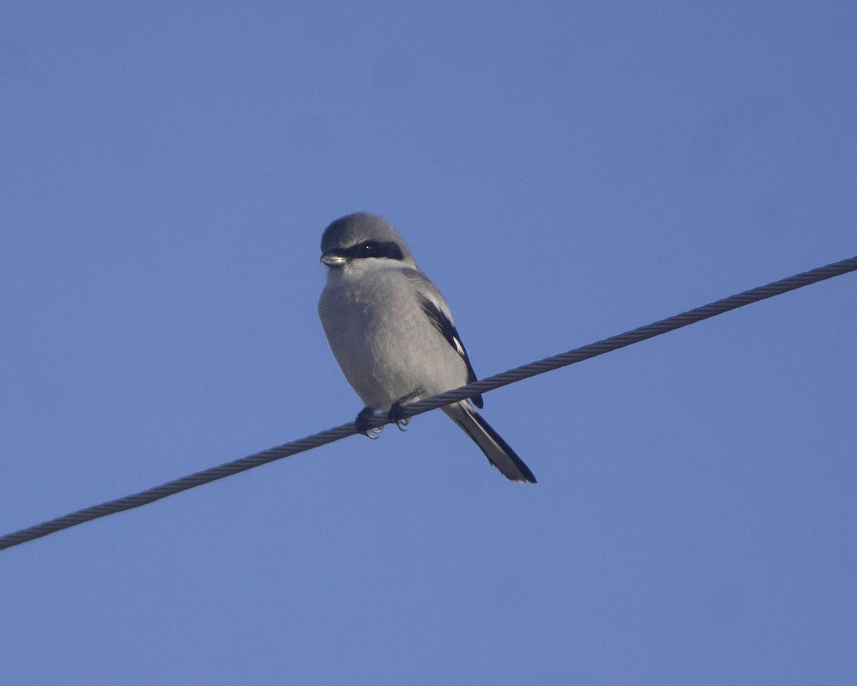 Loggerhead Shrike - ML646761172