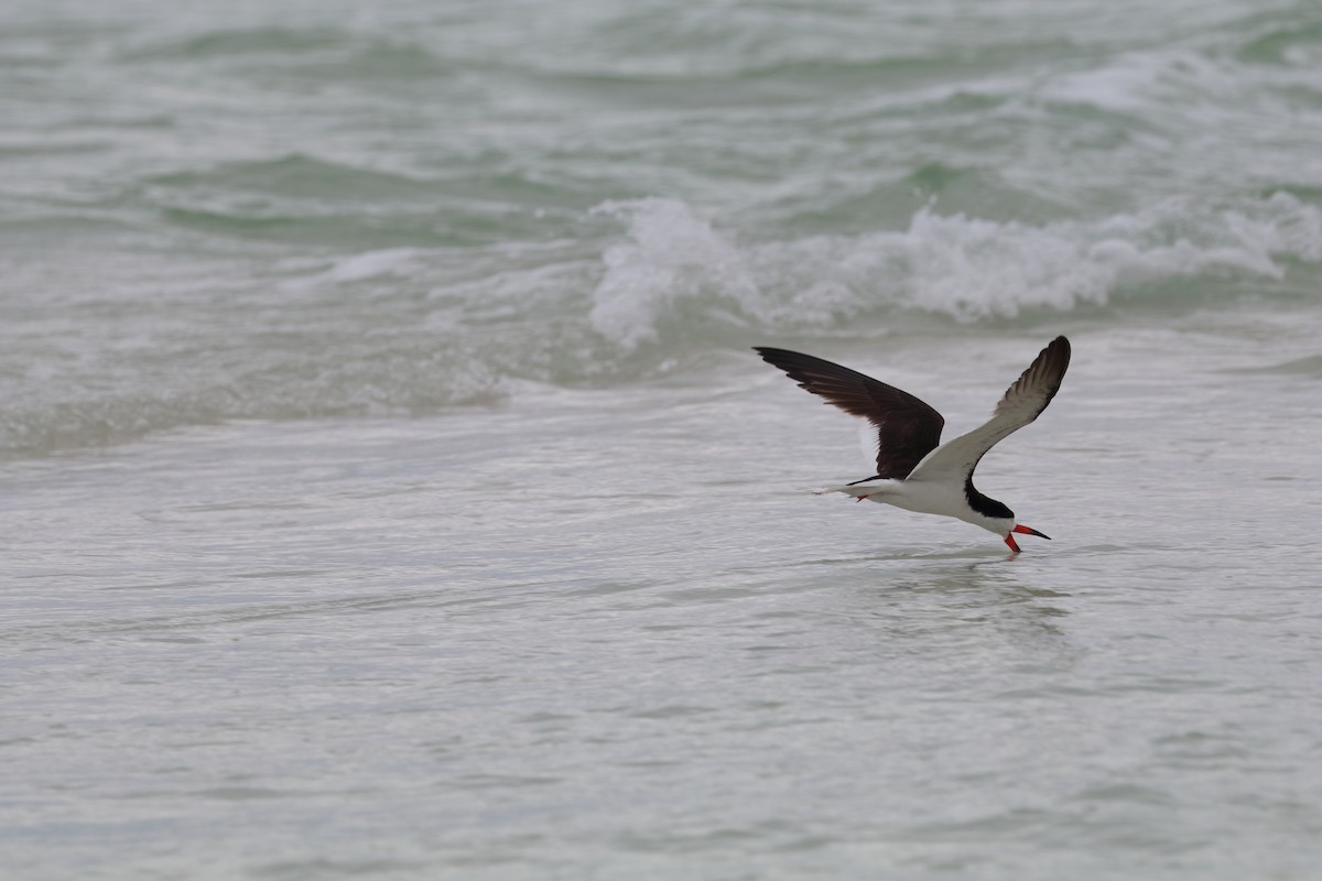 クロハサミアジサシ - ML646761174