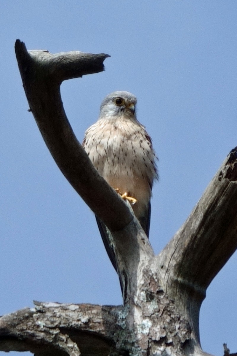Eurasian Kestrel - ML646761179
