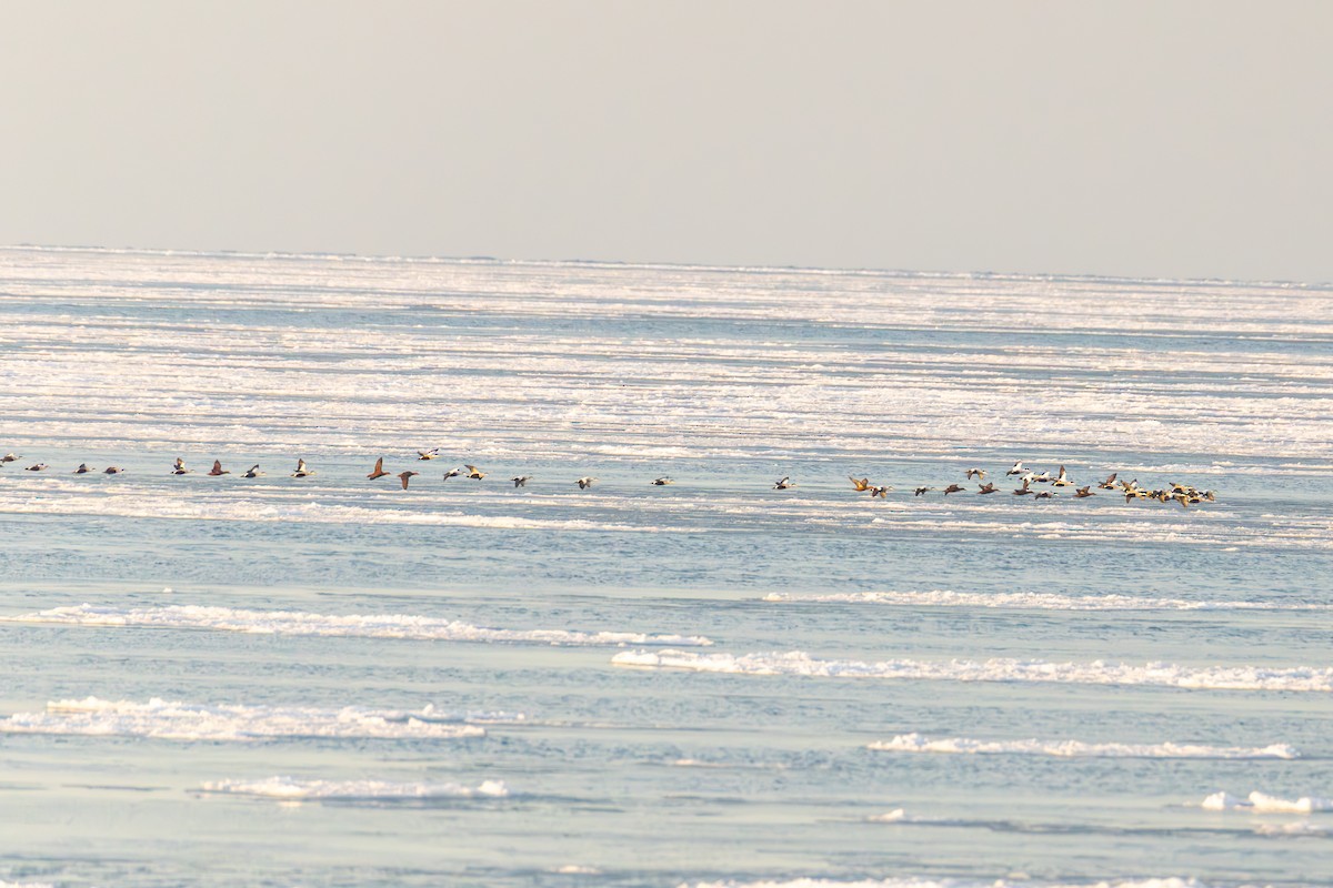 Common Eider - ML646761180