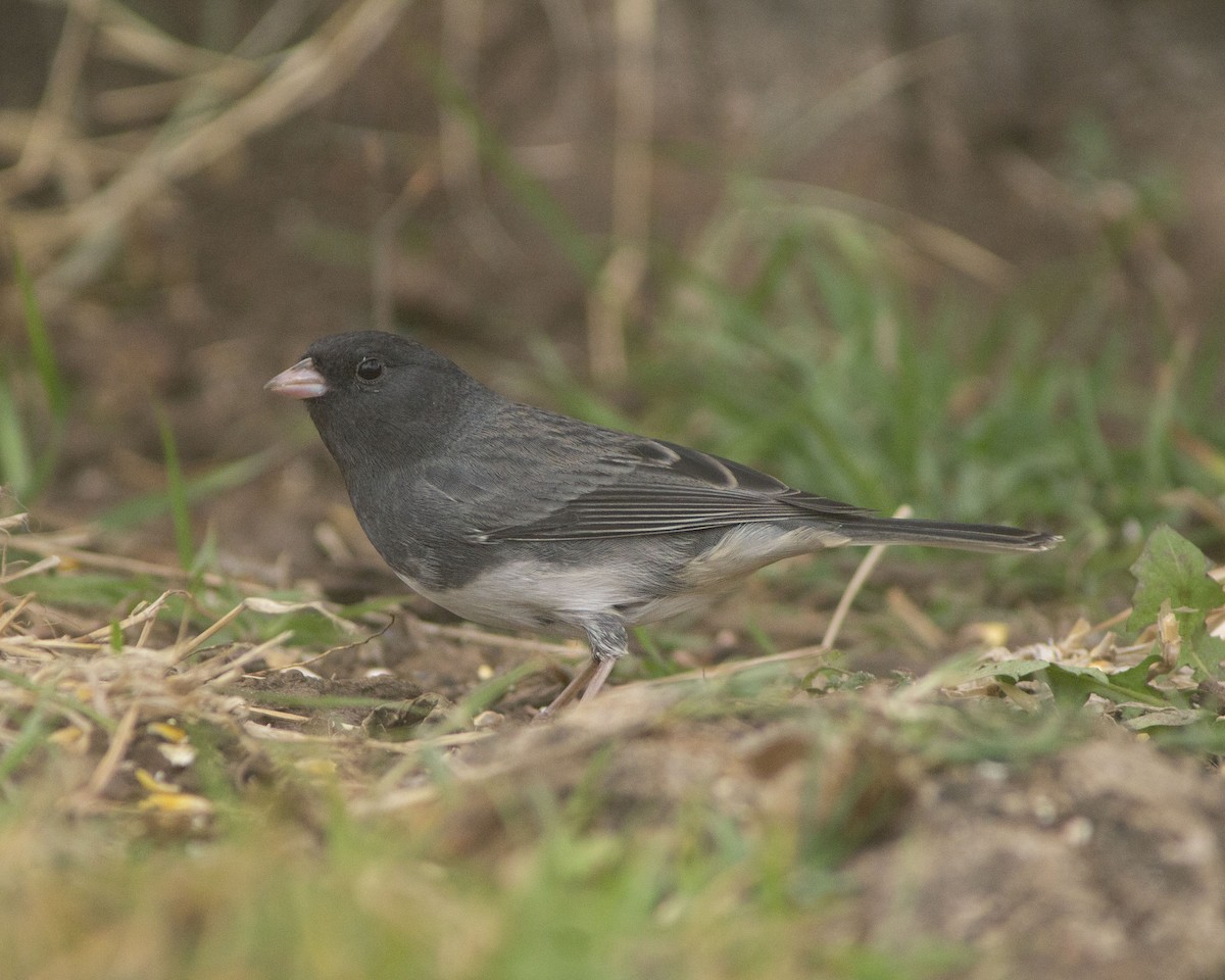 Dark-eyed Junco - ML646761181