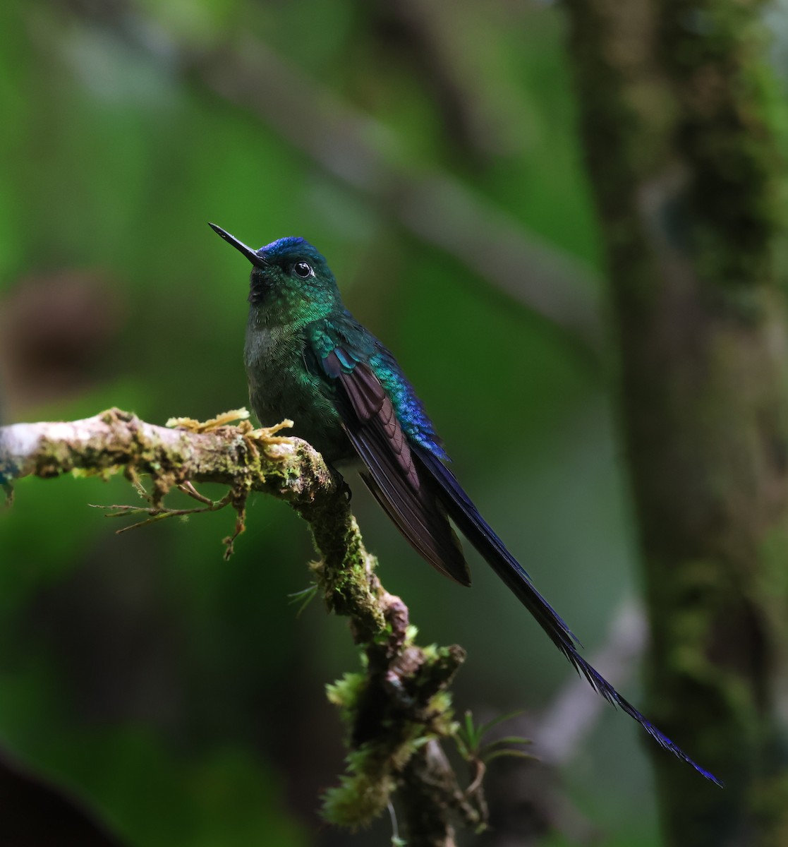 Violet-tailed Sylph - ML646761185