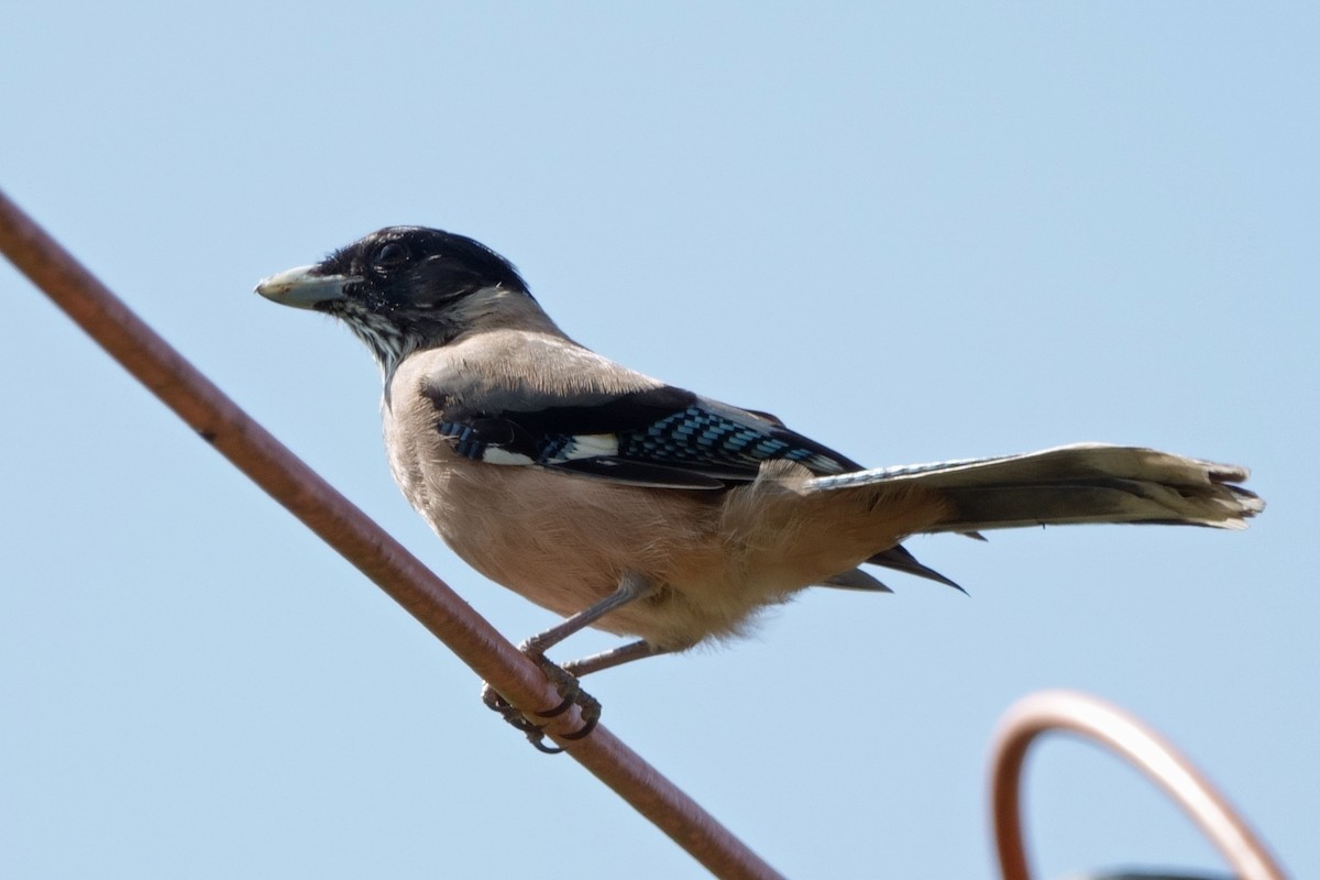 Black-headed Jay - ML646761186