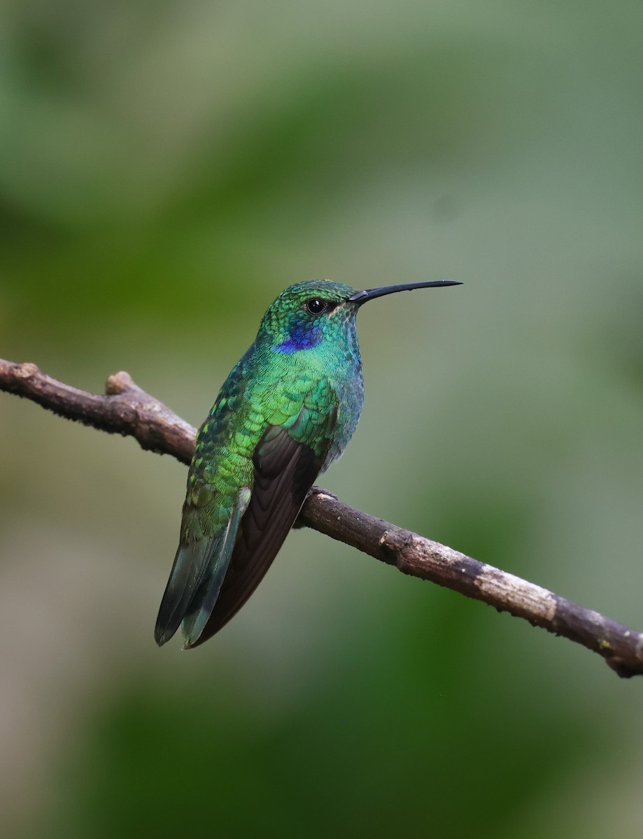Lesser Violetear - ML646761187