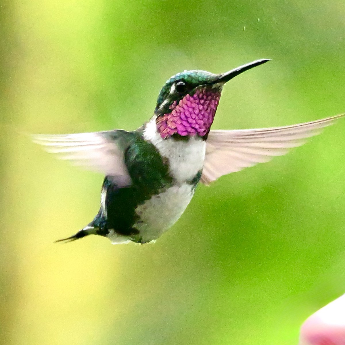 Colibrí de Mulsant - ML646761192