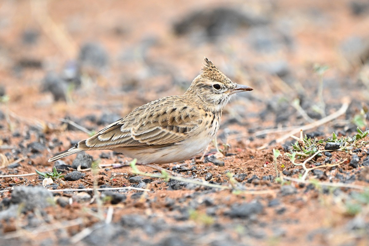 topplerke - ML646761193