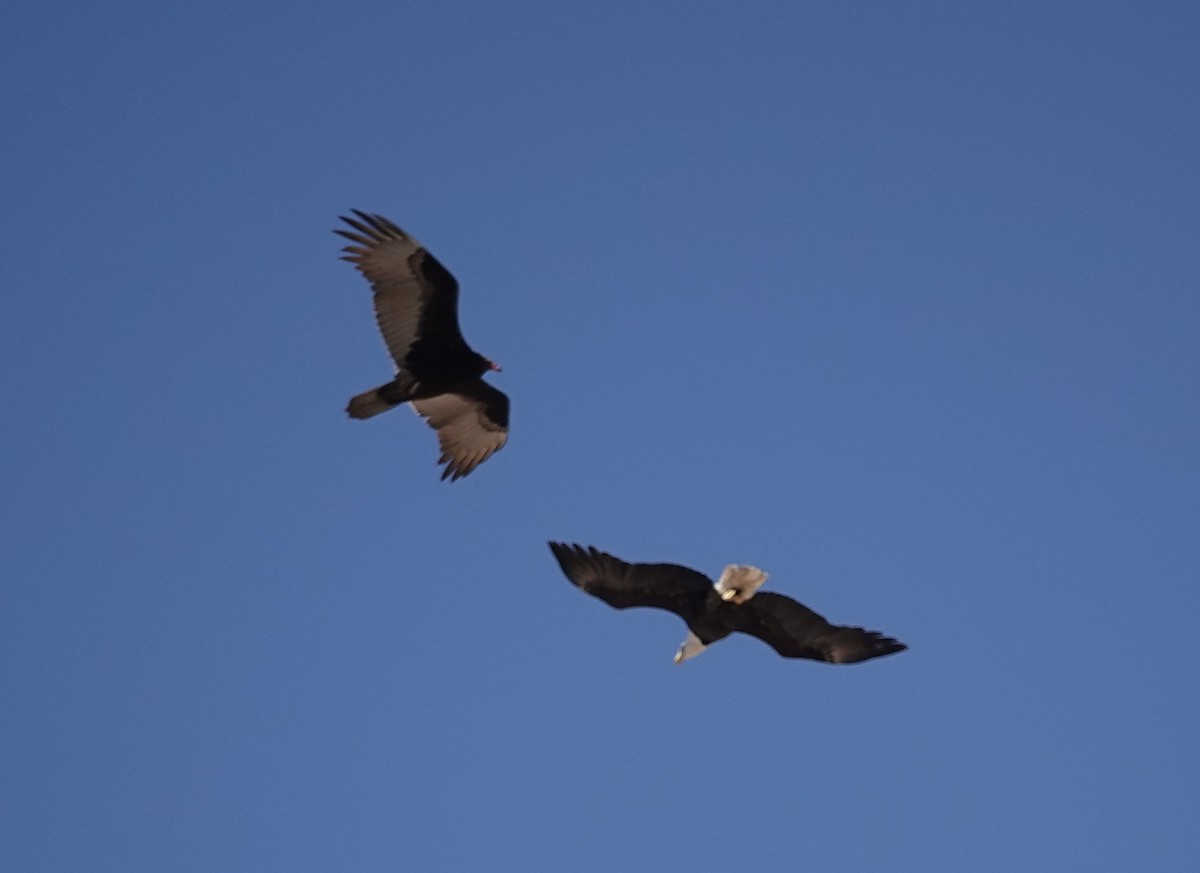 Turkey Vulture - ML646761194