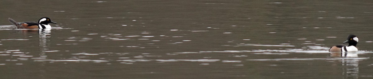 Крех жовтоокий - ML646761195