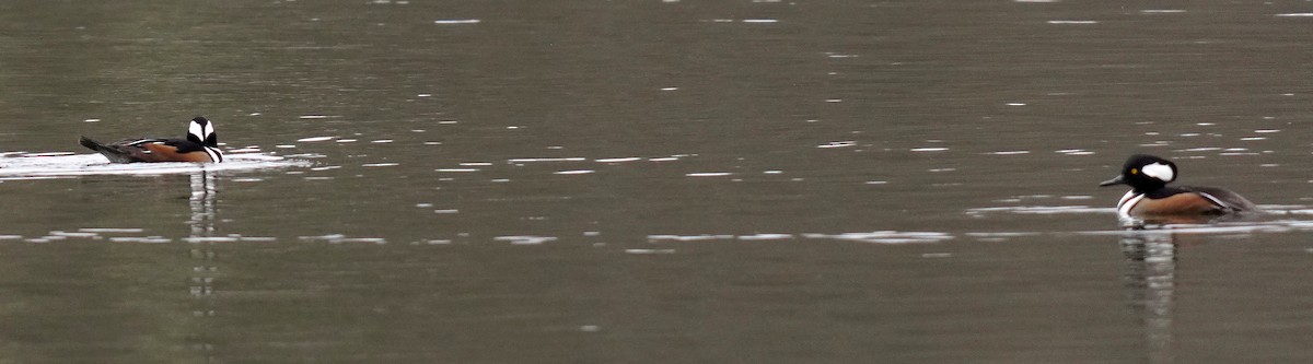 Крех жовтоокий - ML646761196