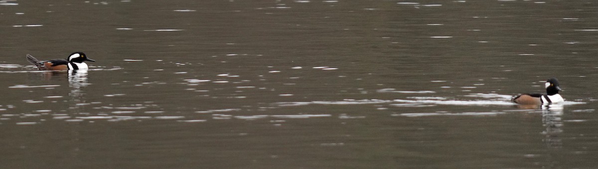 hjelmfiskand - ML646761197