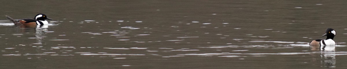 Крех жовтоокий - ML646761198