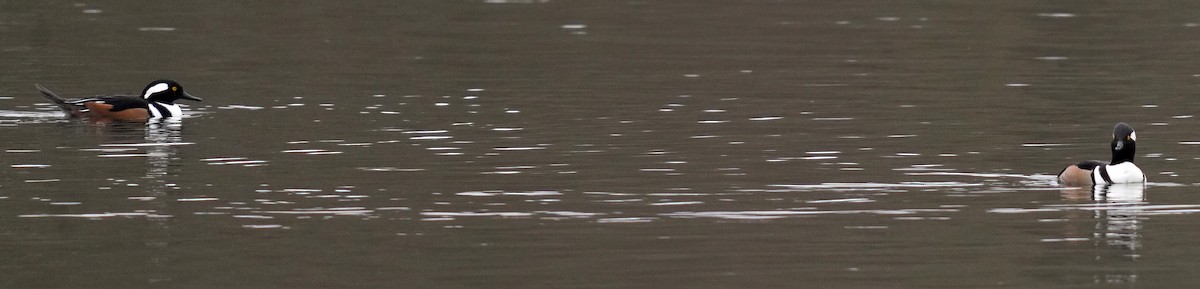 Крех жовтоокий - ML646761199