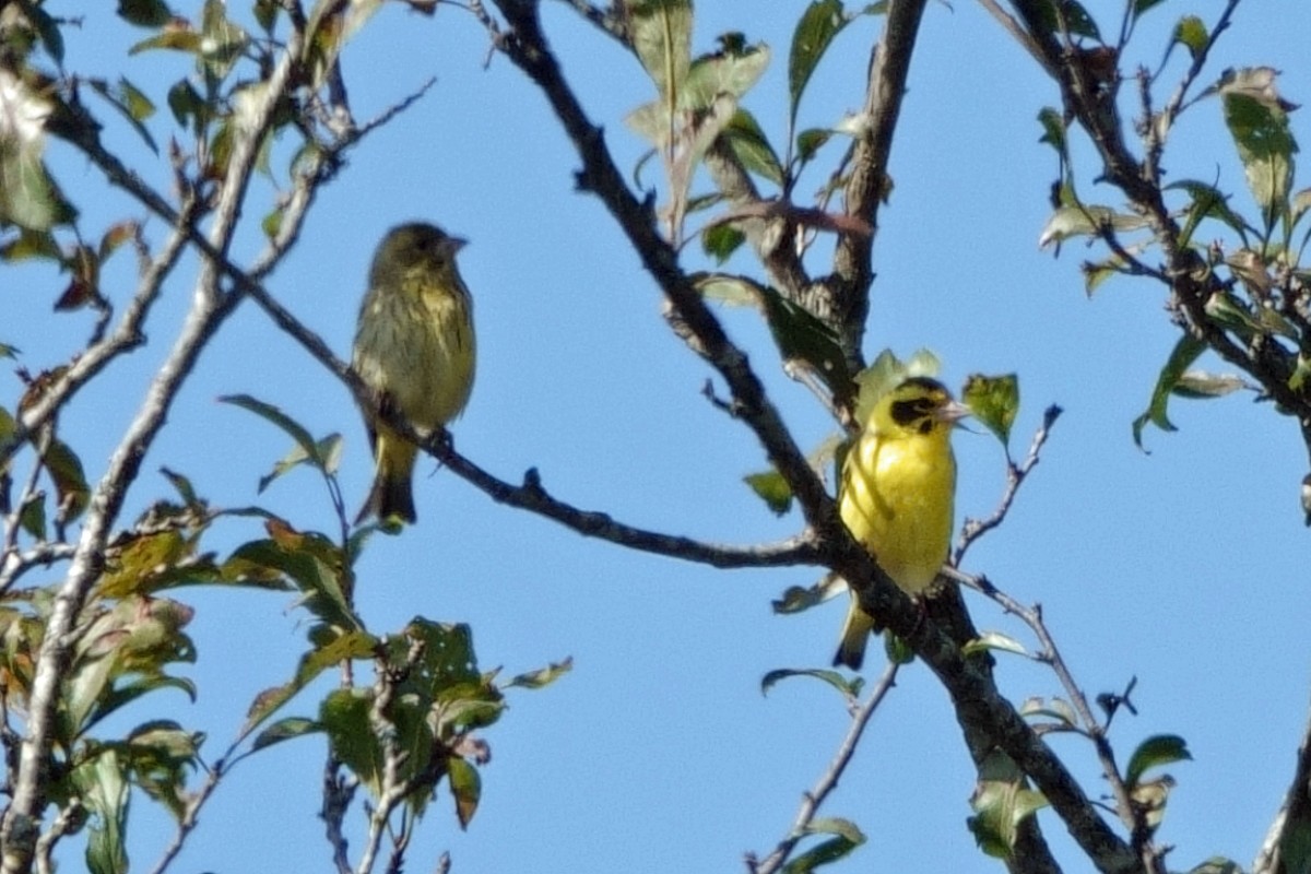 Yellow-breasted Greenfinch - ML646761200
