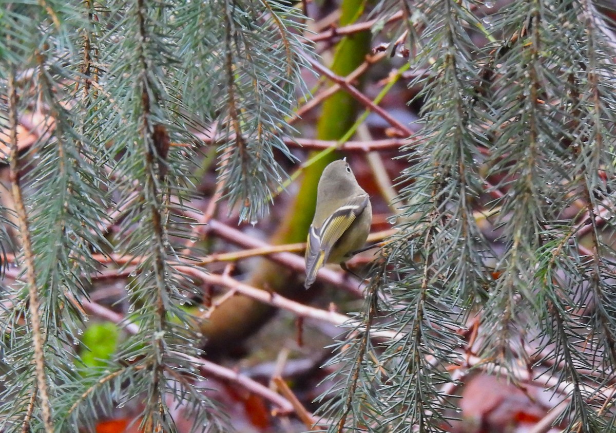 Рубиноголовый королёк - ML646761201