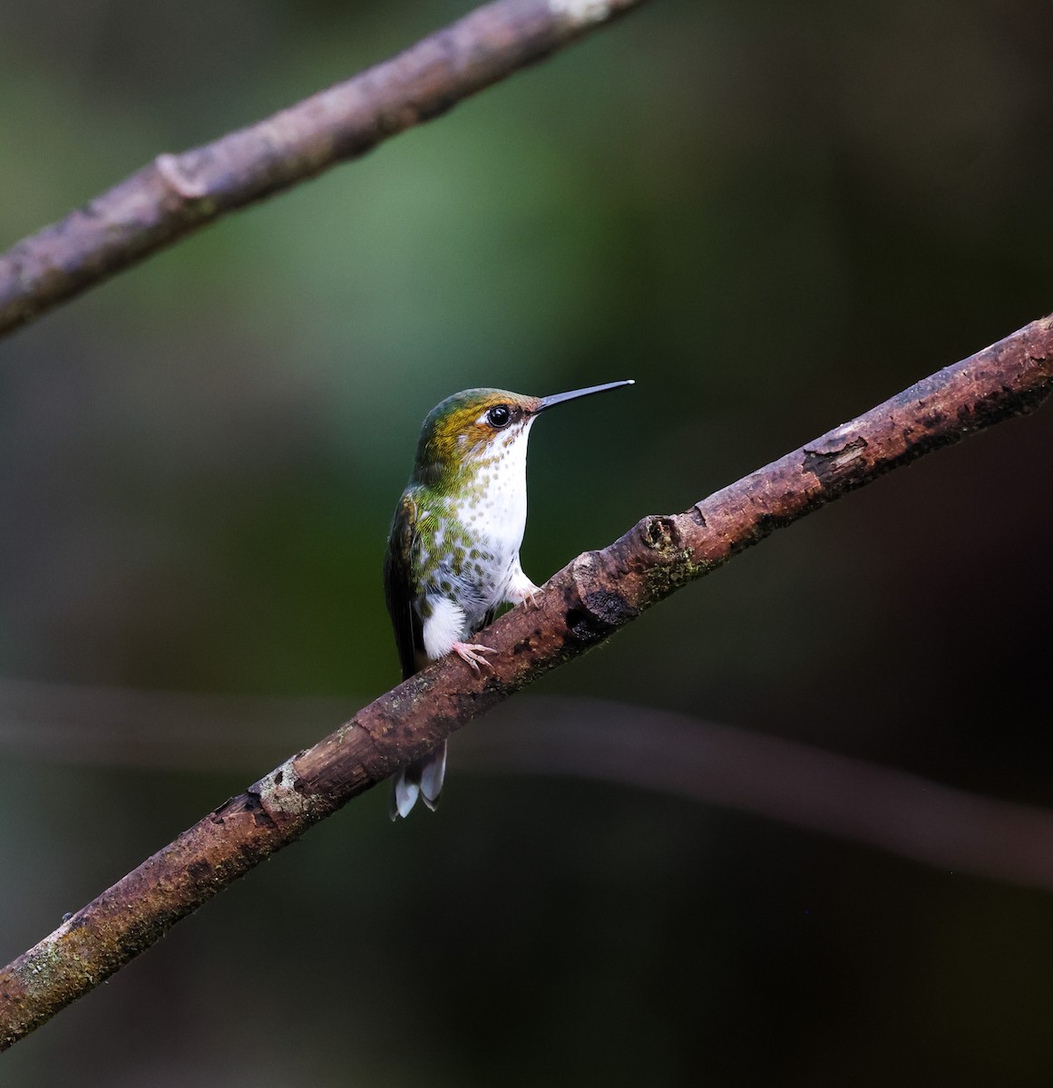 White-booted Racket-tail - ML646761202