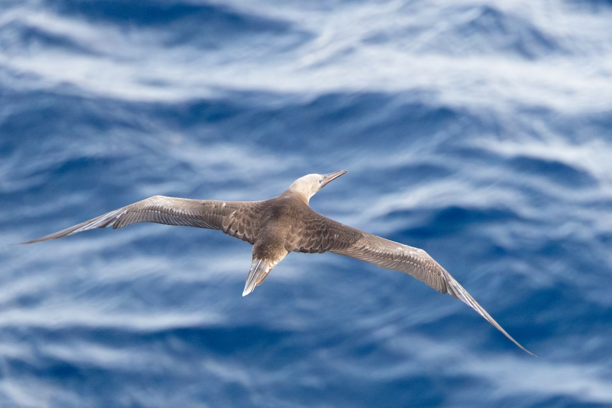 terej červenonohý - ML646761203