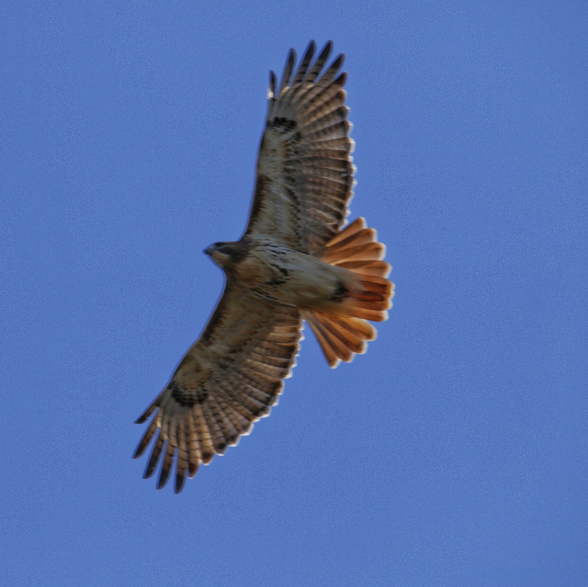 rødstjertvåk - ML646761204