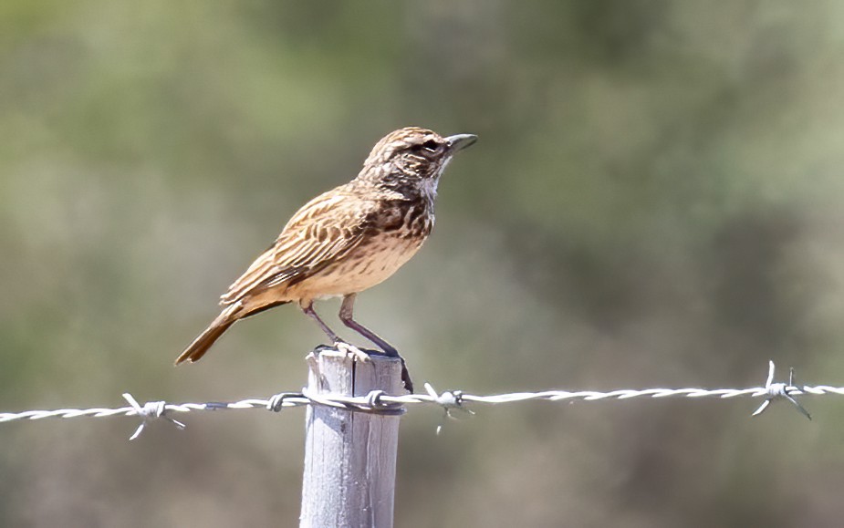 sabotalerke - ML646761206