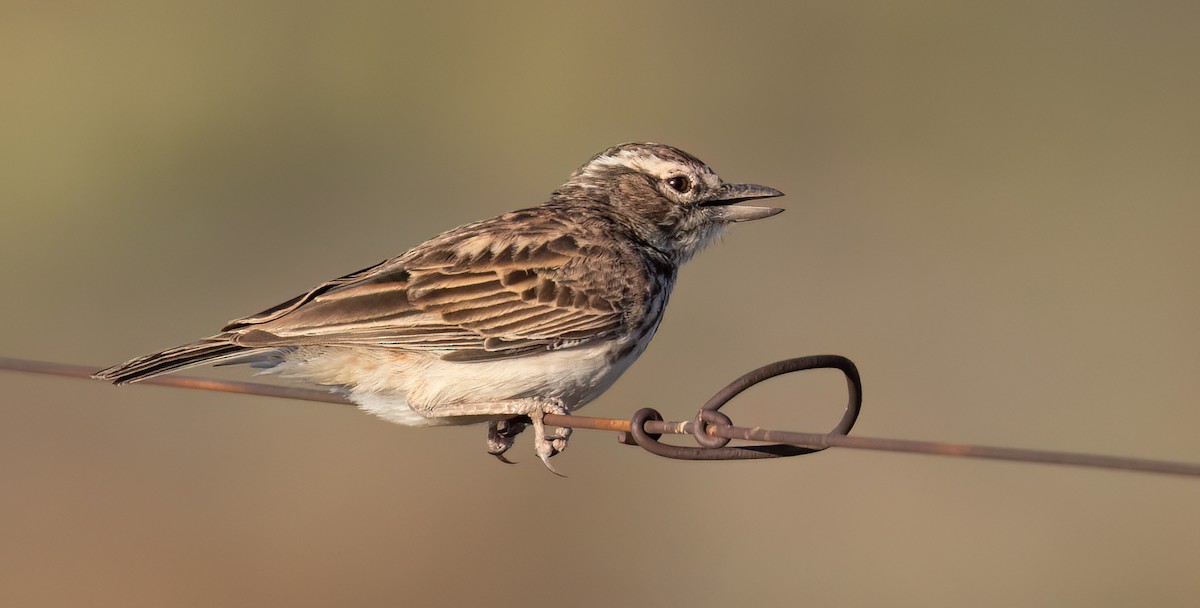 sabotalerke - ML646761207