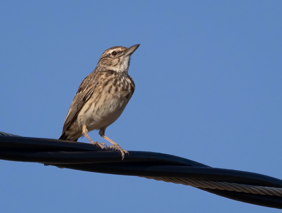 sabotalerke - ML646761208