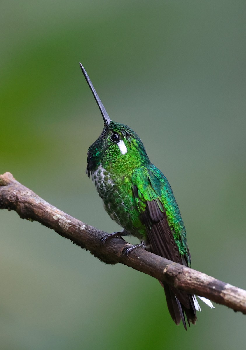 purpursmekkekolibri - ML646761211