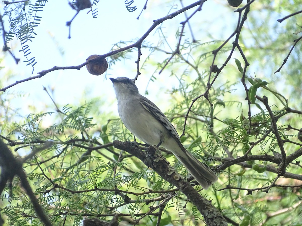 Suiriri Flycatcher - ML646761212