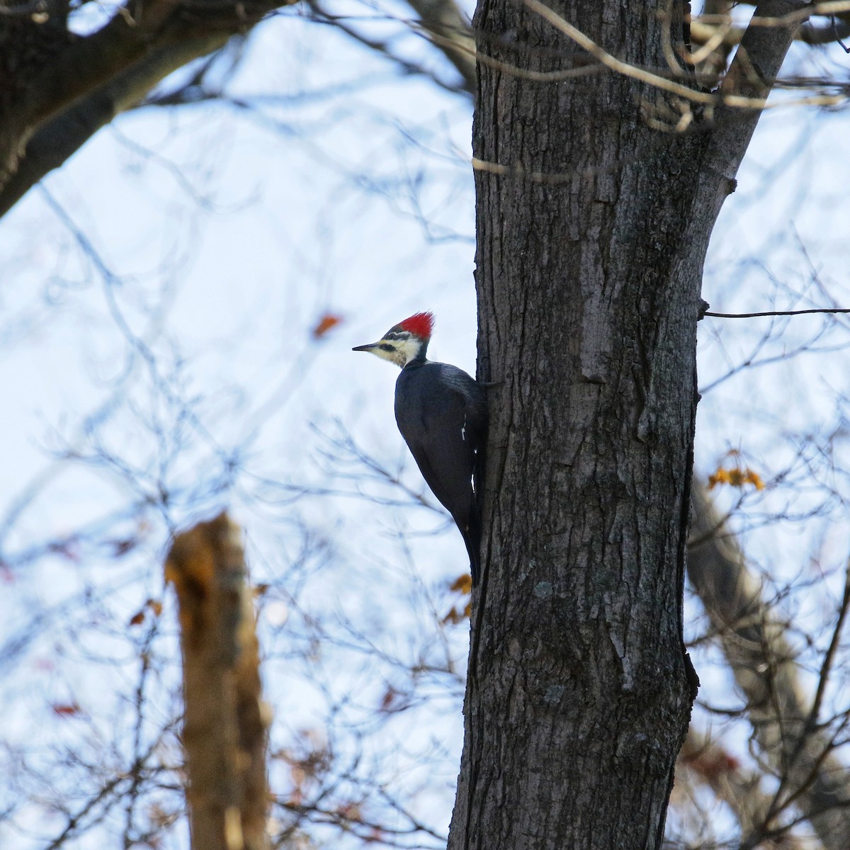 hvitbrynsvartspett - ML646761213