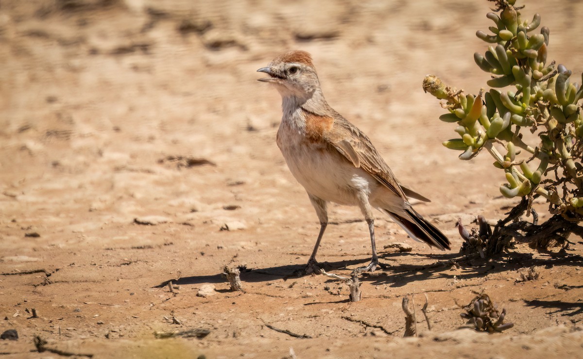 rustdverglerke - ML646761214