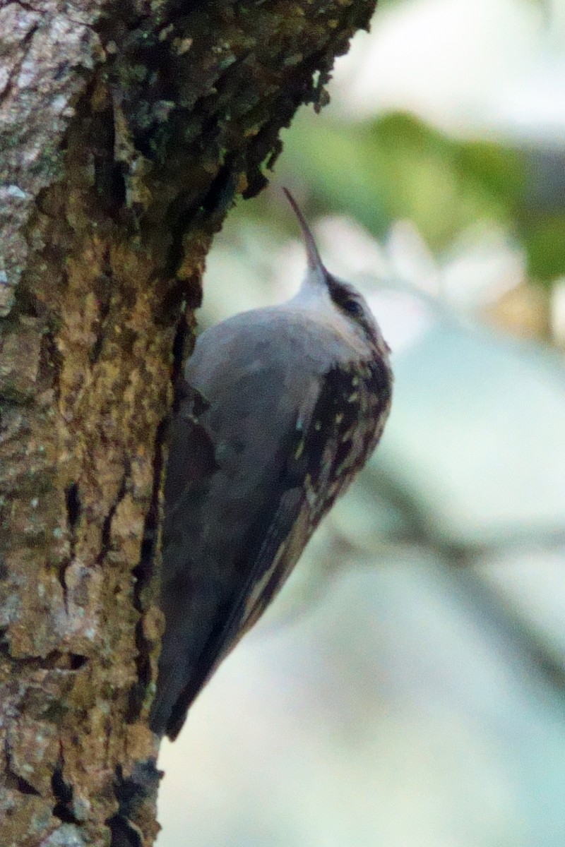 tigertrekryper - ML646761215