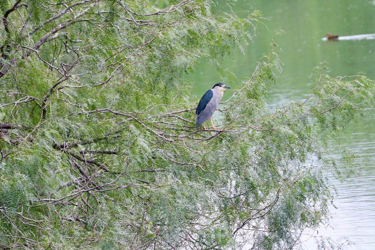 natthegre - ML646761217