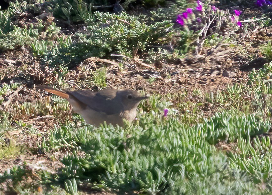 ruststjert - ML646761218