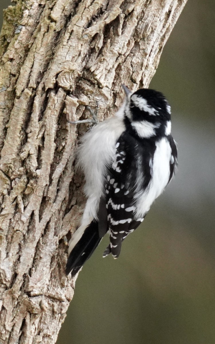 dunspett - ML646761219